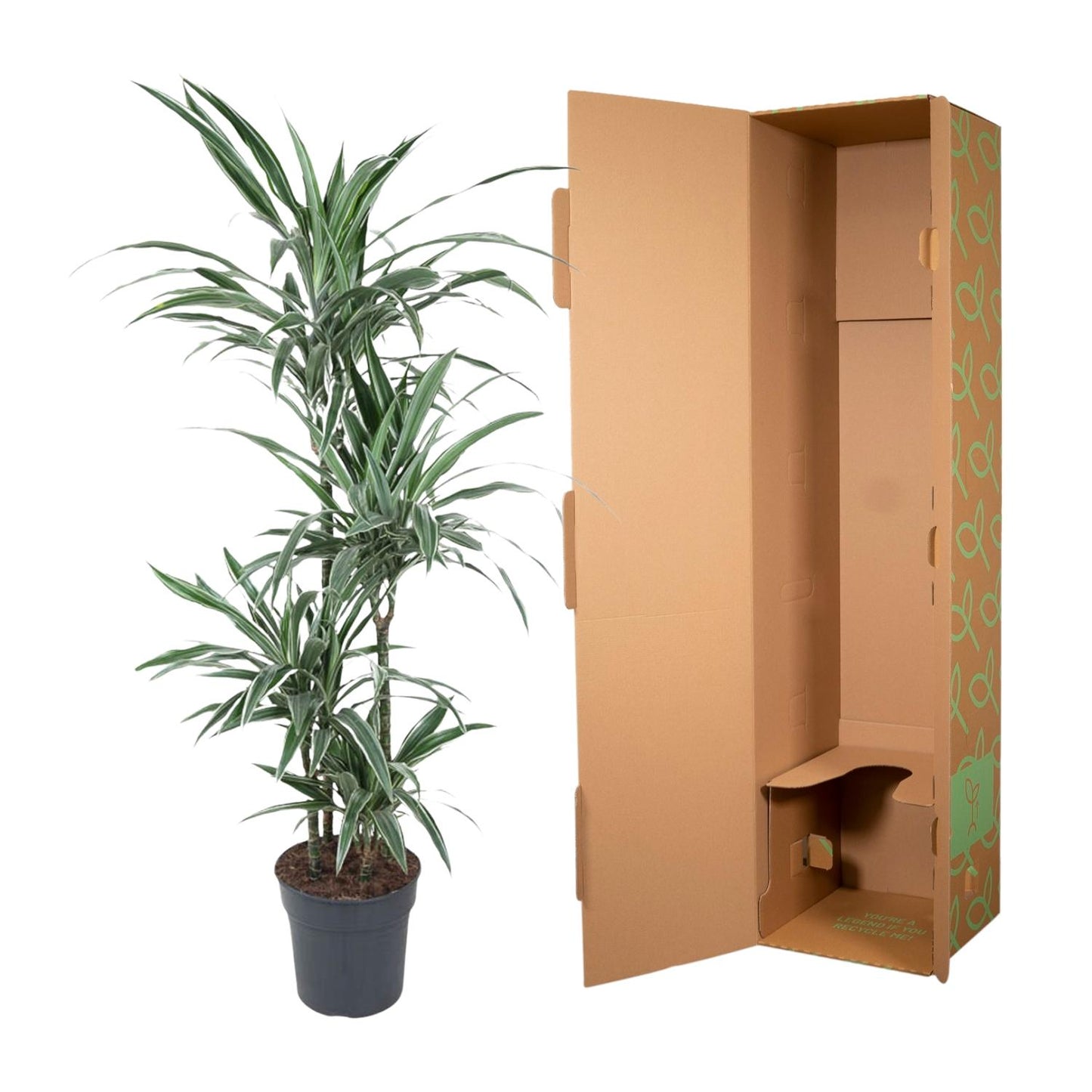 🌿 Dracaena Warneckei | Grote Luchtzuiverende Kamerplant