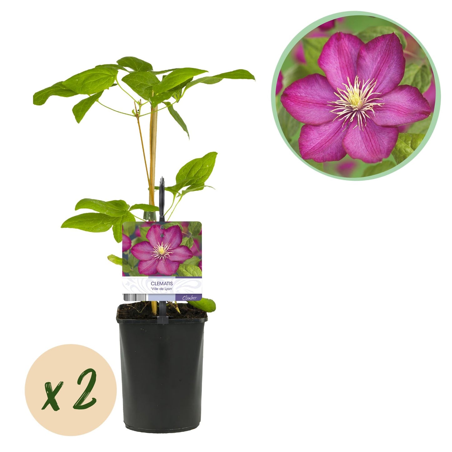 🌸 Clematis ‘Ville de Lyon’ – Klimplant (2 Stuks)
