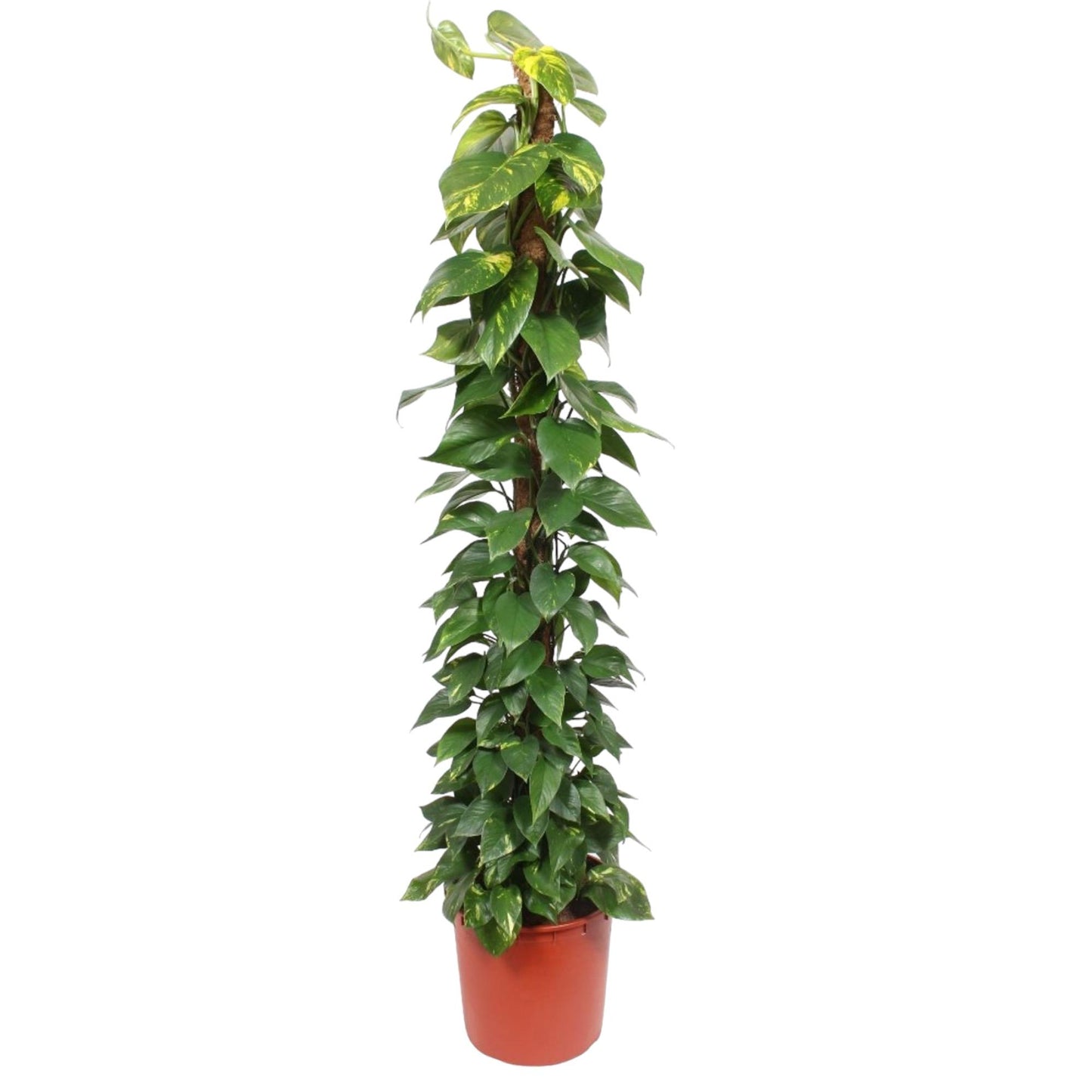 🌿 Epipremnum Aureum – Grote Klimplant op Mosstok