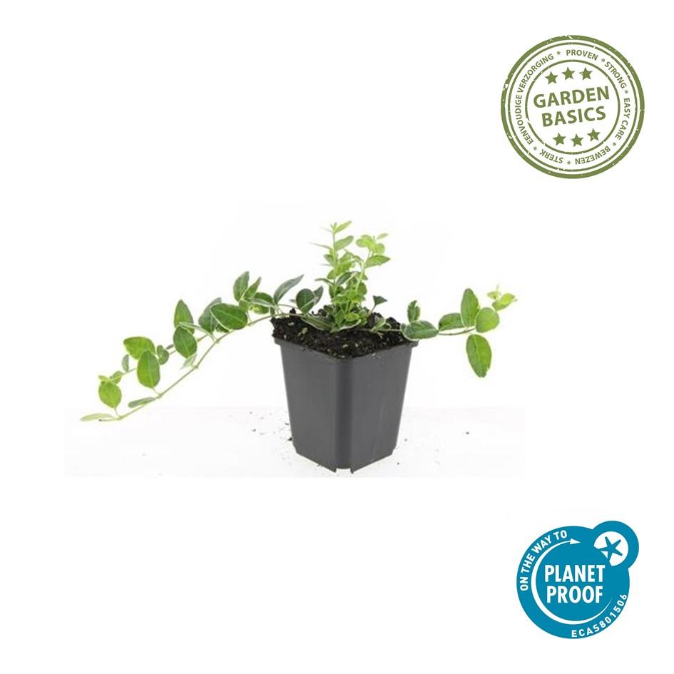 Vinca minor ‘Ralph Shugert’ – Bloeiende bodembedekker – (24 stuks)