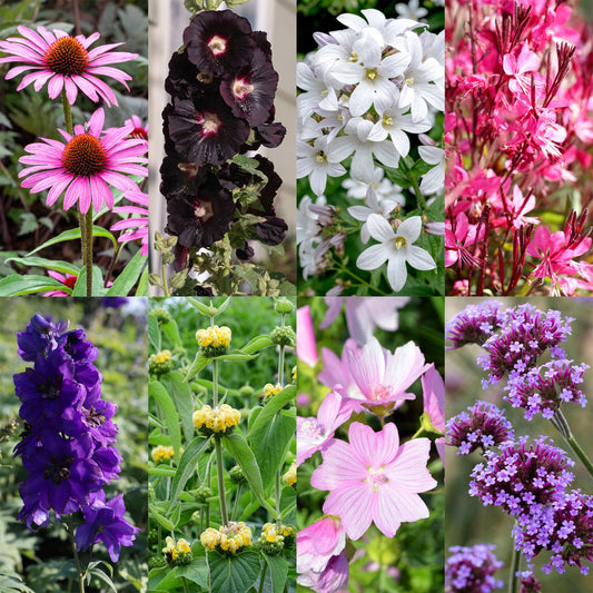 🐝🦋 Borderpakket – Bijen & Vlinderlokkend – 24 Vaste Planten – 3 m² – Ø11 cm – Diverse Kleuren – Weinig Onderhoud