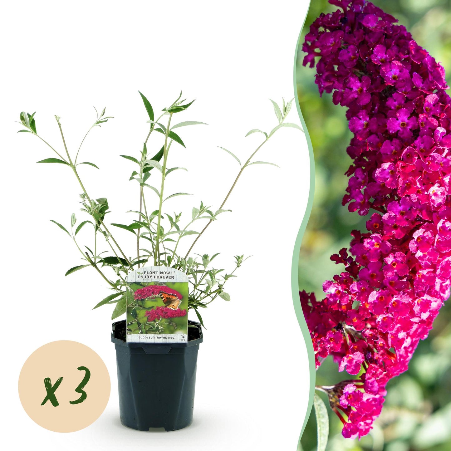 🦋 Buddleja davidii ‘Royal Red’ – Rode Vlinderstruik | (3 stuks)