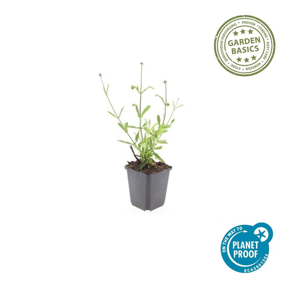 🌸 Verbena bonariensis ‘Lollipop’ – IJzerhard (6 Stuks)