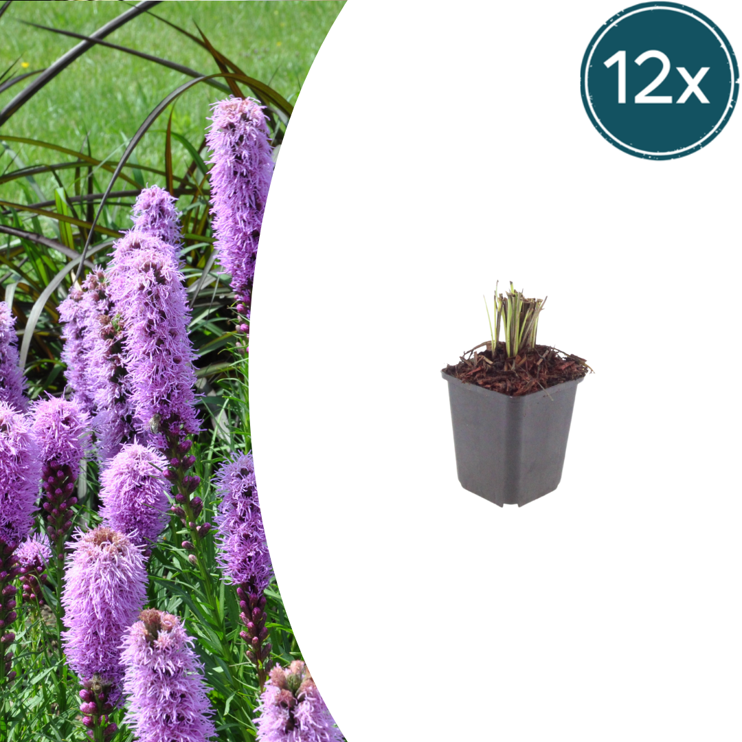 💜 Liatris spicata – Lampenpoetsersplant | (12 stuks)