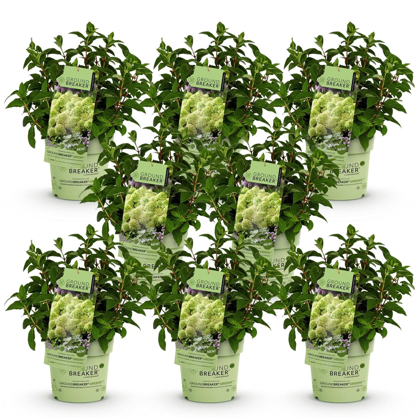 🌸 Hydrangea paniculata 'Groundbreaker Greeny' | Pluimhortensia (8 Stuks)