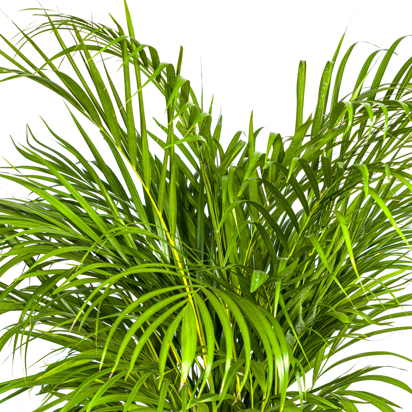 🌿 Dypsis lutescens – Areca Palm