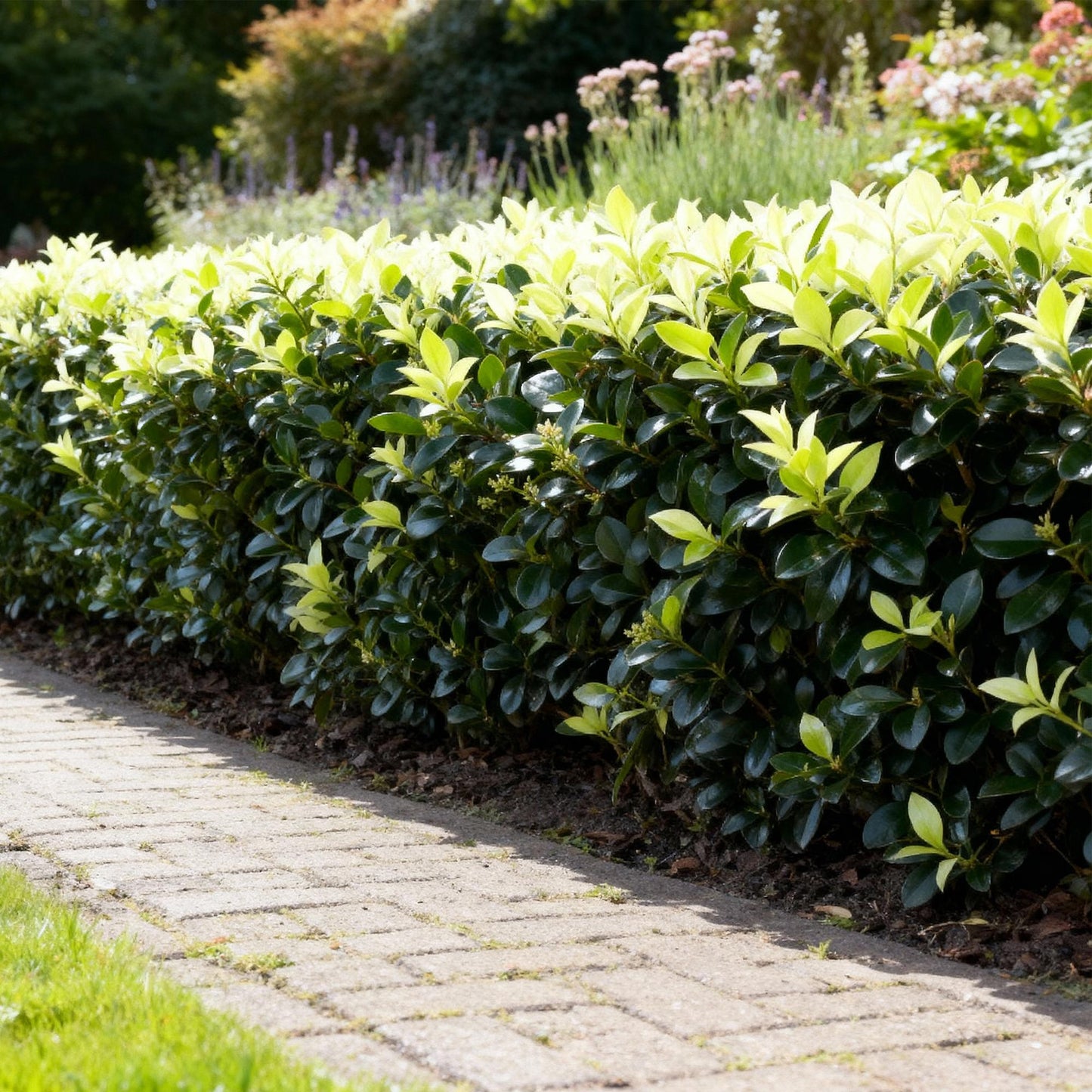 🌿 Euonymus japonica ‘Paloma Blanca’ | Bonte Haagplant (8 Stuks)