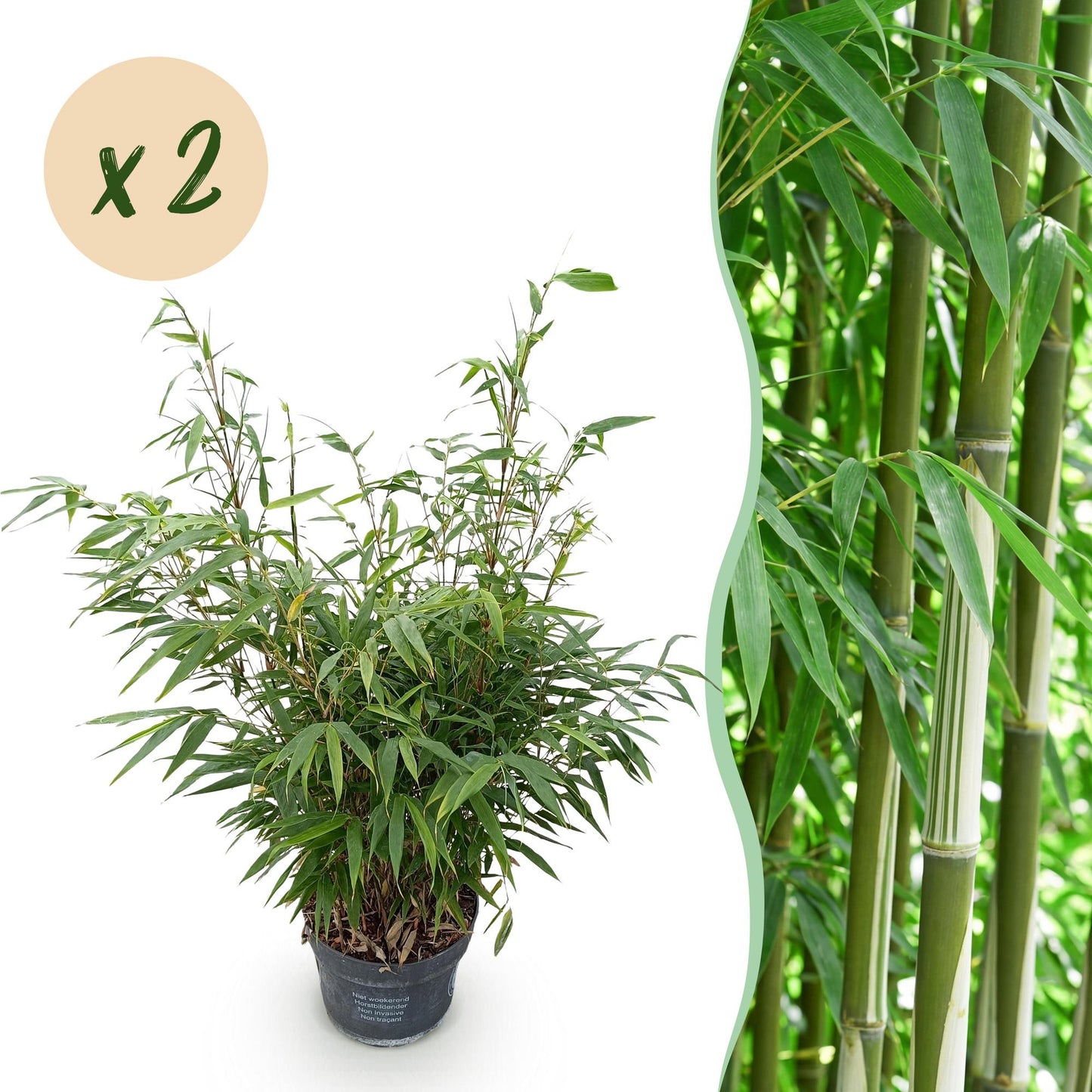 🎋 Fargesia robusta ‘Pingwu’ | Niet-woekerende Bamboe (2 stuks)
