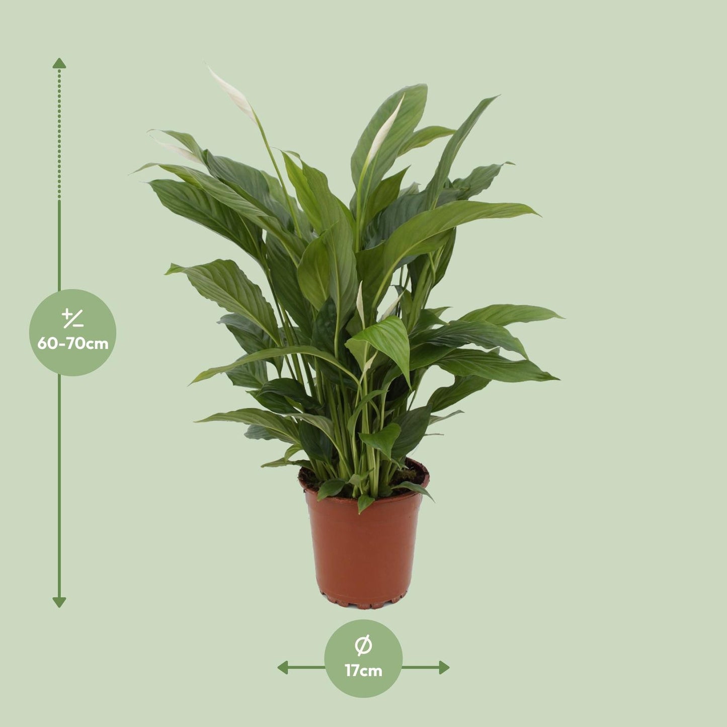🌿 Spathiphyllum ‘Torelli’ | Grote Lepelplant met Witte Bloemen