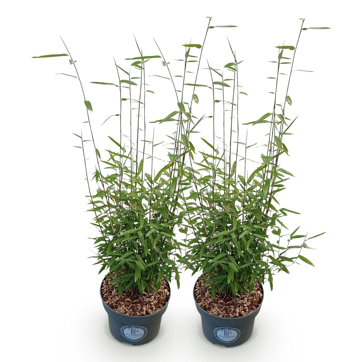 🎋 Fargesia nitida ‘Black Dragon’ | Niet-woekerende Bamboe (2 stuks)