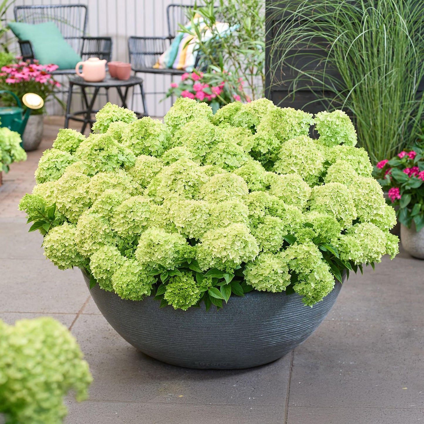 🌸 Hydrangea paniculata ‘Groundbreaker® Greeny’ | Pluimhortensia (2 Stuks)