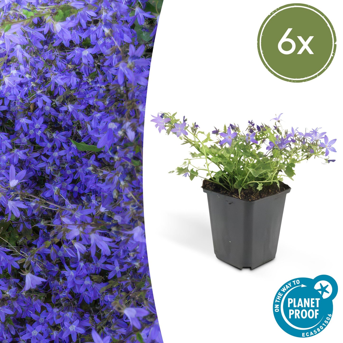 🌸 Campanula ‘Stella’ – Winterharde Bloeiende Bodembedekker (6 stuks)