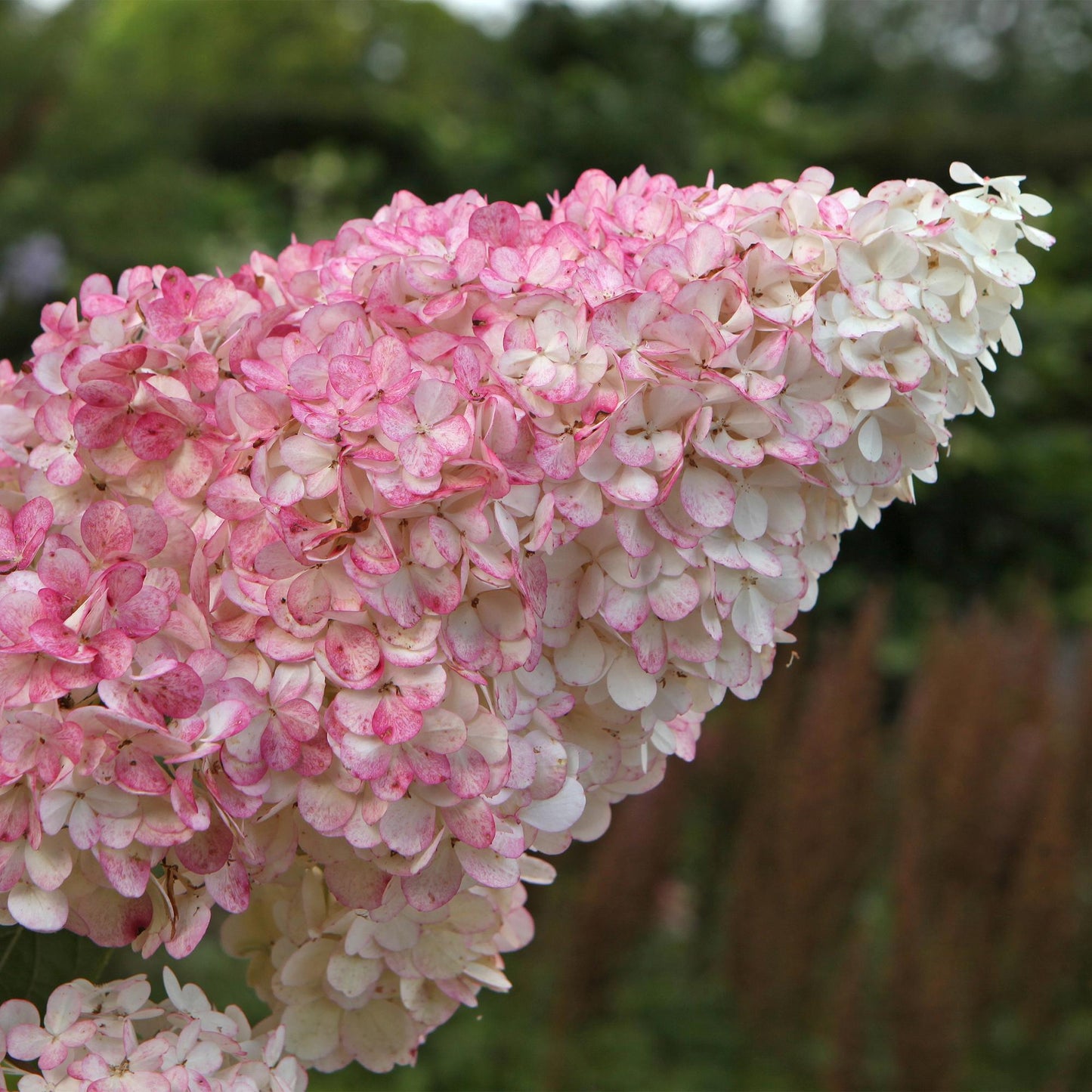 🌸 Hydrangea paniculata ‘Vanille Fraise’ – Pluimhortensia | (3 stuks)