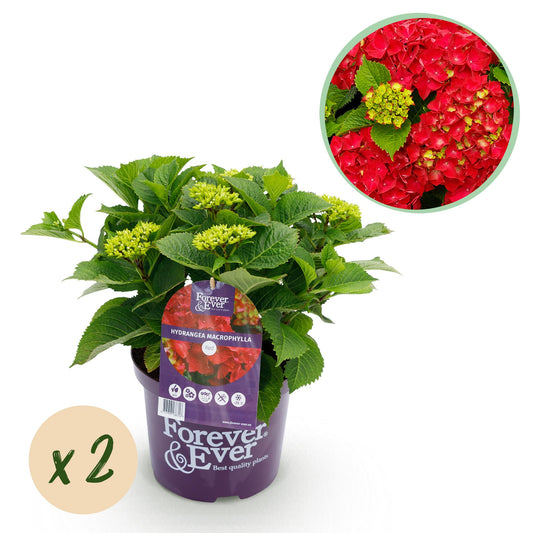 ❤️ Hydrangea Forever & Ever Rood – Hortensia | (2 stuks)