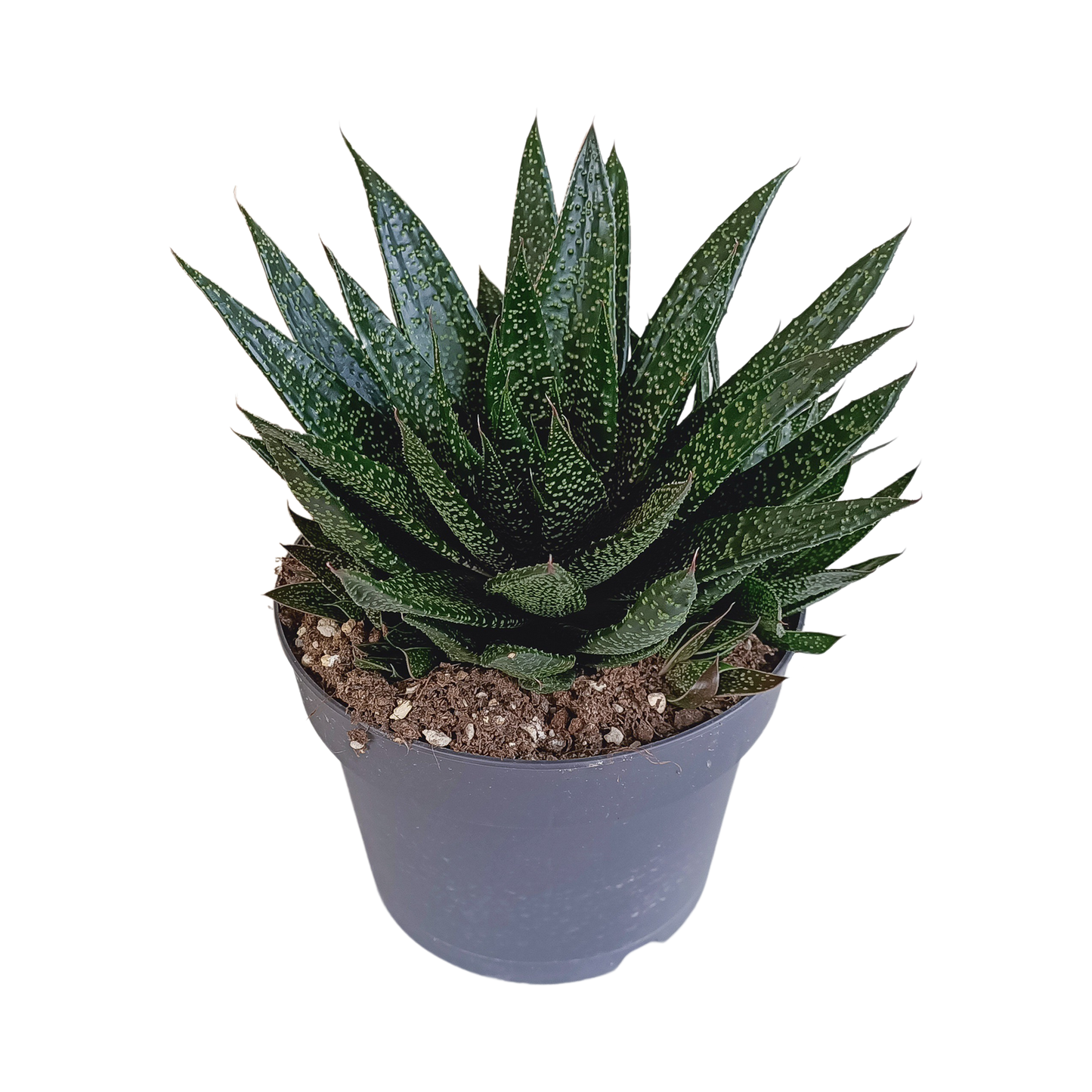 🌵 Gasteria ‘d Due’ – Compacte vetplant