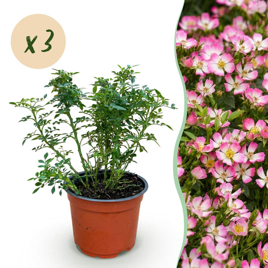 🌸 Rosa 'Cutie Pie' | Compacte Roze Rozen voor Tuin & Balkon (3 stuks)