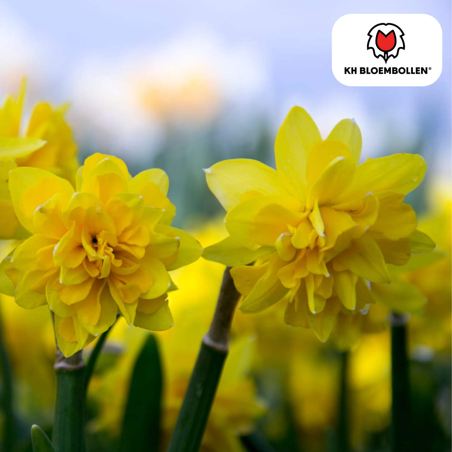 🌼 Narcis ‘Tête de Luxe’  Elegante Voorjaarsfavoriet ( 25 stuks)