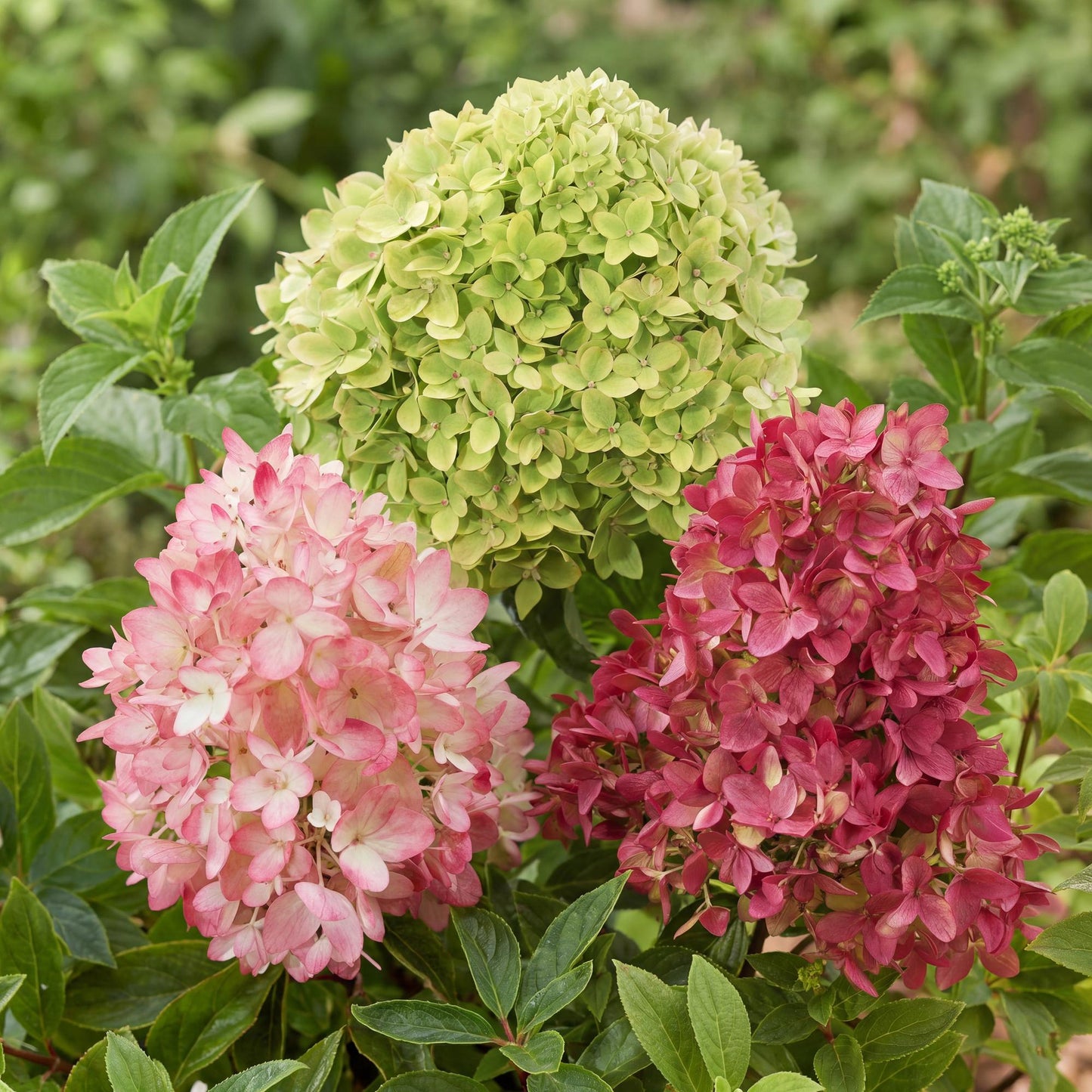 🌸 Hydrangea paniculata ‘Groundbreaker® Mix’ | Blush – Greeny – Ruby (3 Stuks)