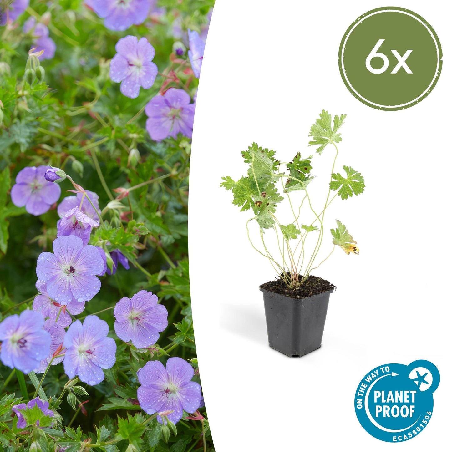 💜 Geranium ‘Rozanne’ – Winterharde Langbloeiende Vaste Plant (6 stuks)