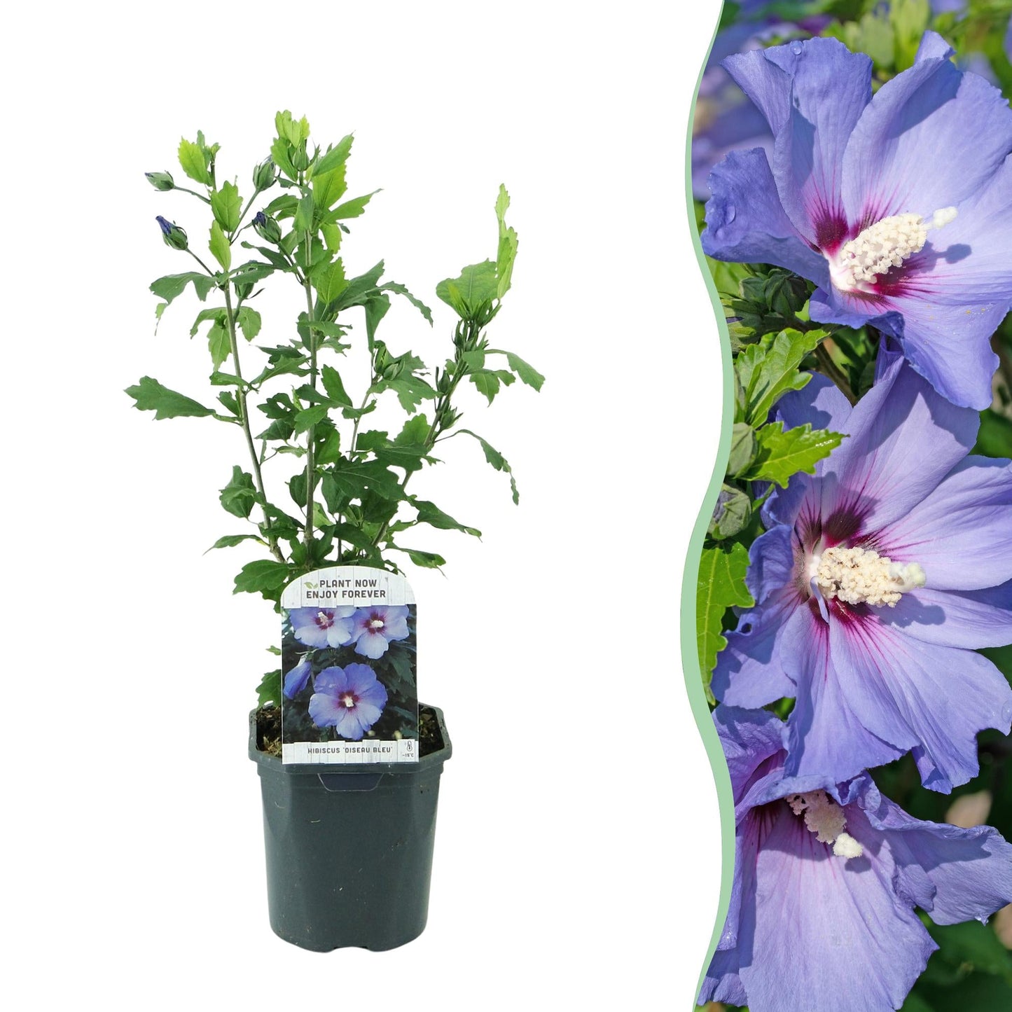 💙 Hibiscus syriacus ‘Oiseau Blue’ – Hibiscus