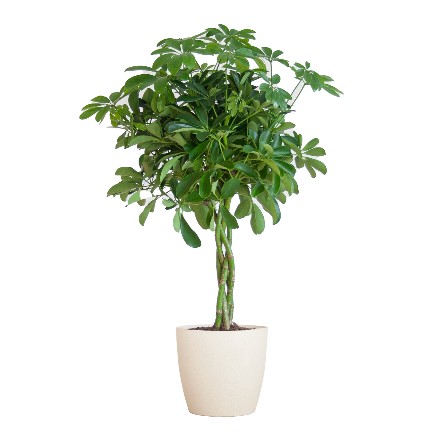 🌿 Schefflera Arboricola ‘Nora’ – Vingerplant met Vibers Pot Wit