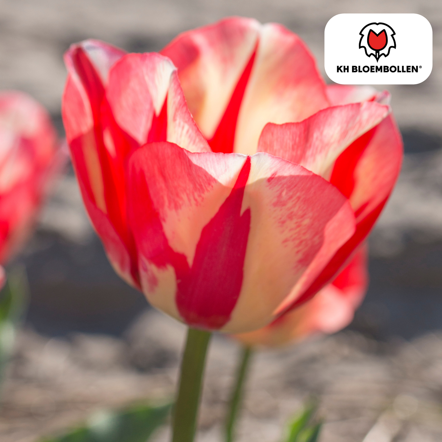 🌷 Tulpenbollen ‘Spring Break’ – Rood-Oranje Tulp (20 Stuks)
