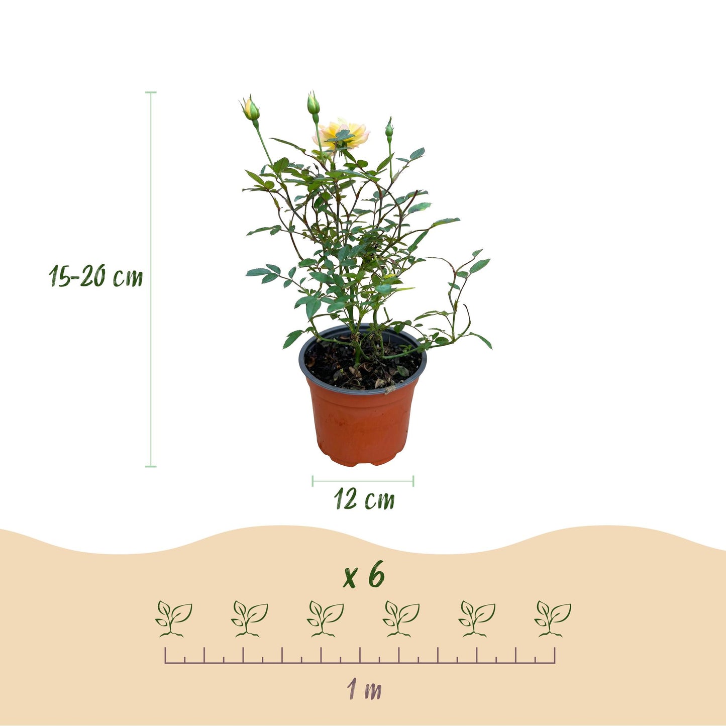 🌹 Rosa 'Tricolor Fairy' | Compacte Rozen met Geel-Roze Bloemen (3 stuks)