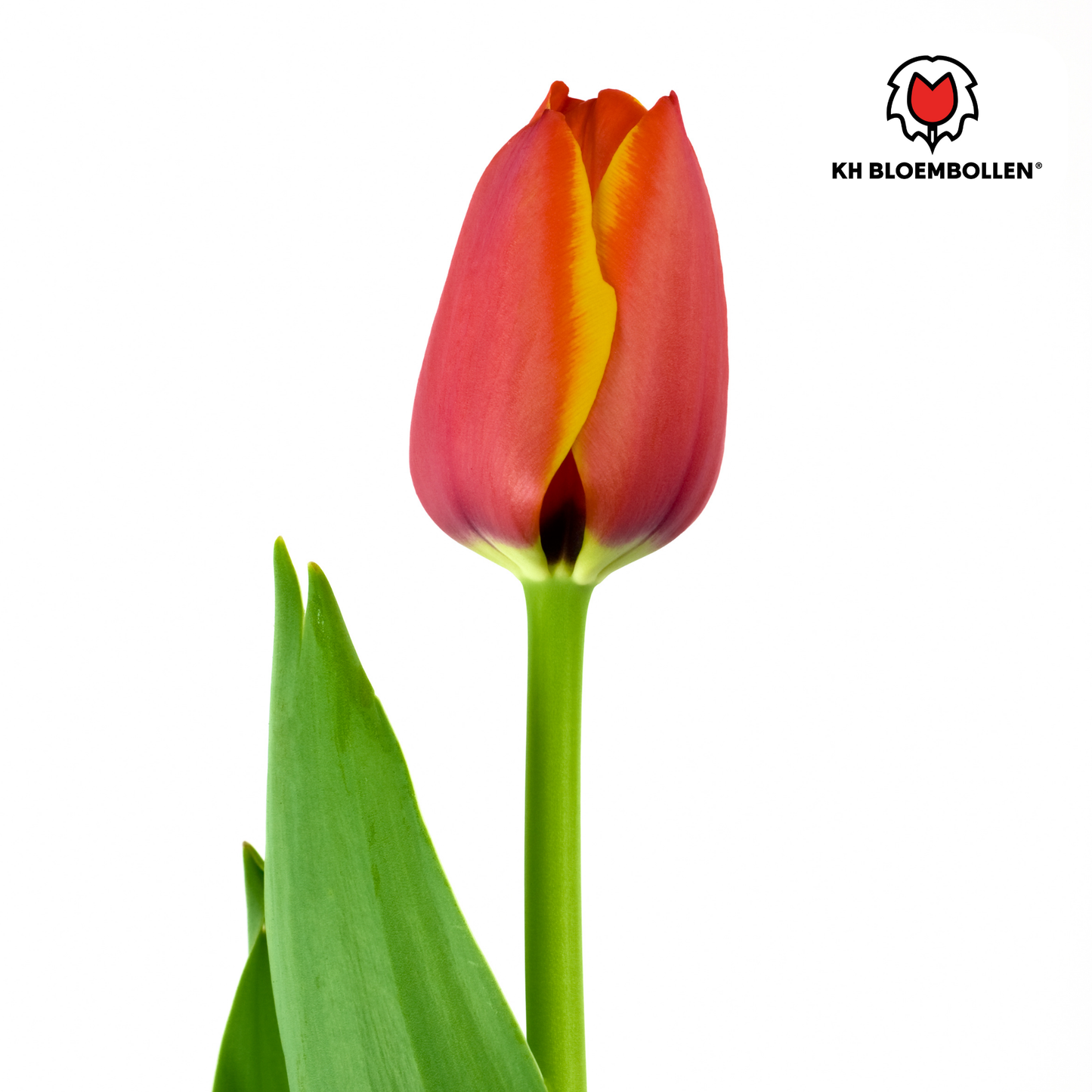 🌷 Tulpenbollen ‘Dafeng’ – Oranje Grootbloemige Tulp (20 Stuks)