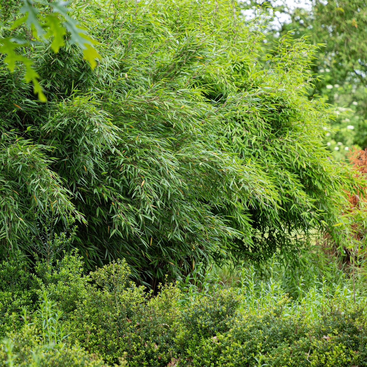 🎋 Fargesia nitida ‘Red Dragon’ | Niet-woekerende Bamboe (2 stuks)