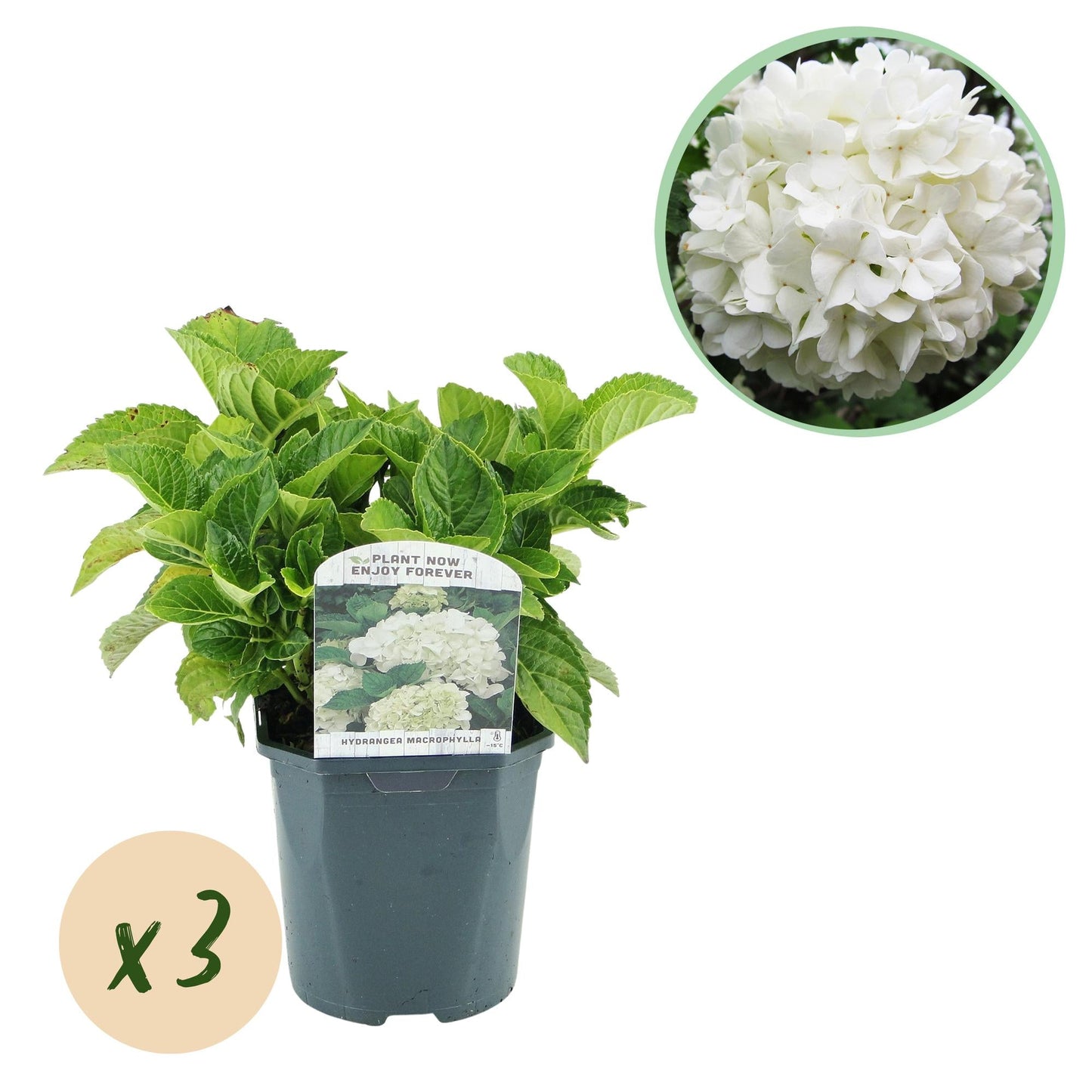 🌸 Hydrangea macrophylla – Witte Hortensia (3 Stuks)