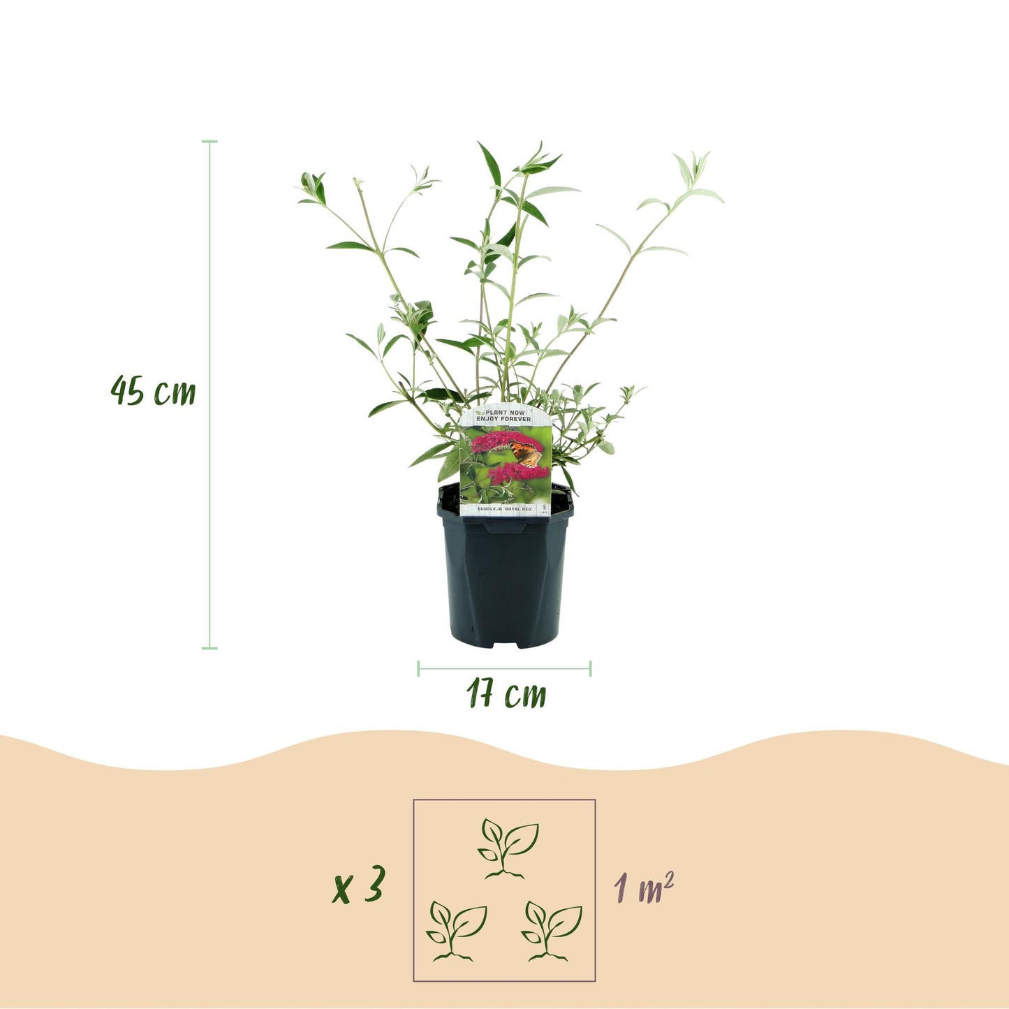 🦋 Buddleja davidii ‘Royal Red’ – Rode Vlinderstruik | (3 stuks)