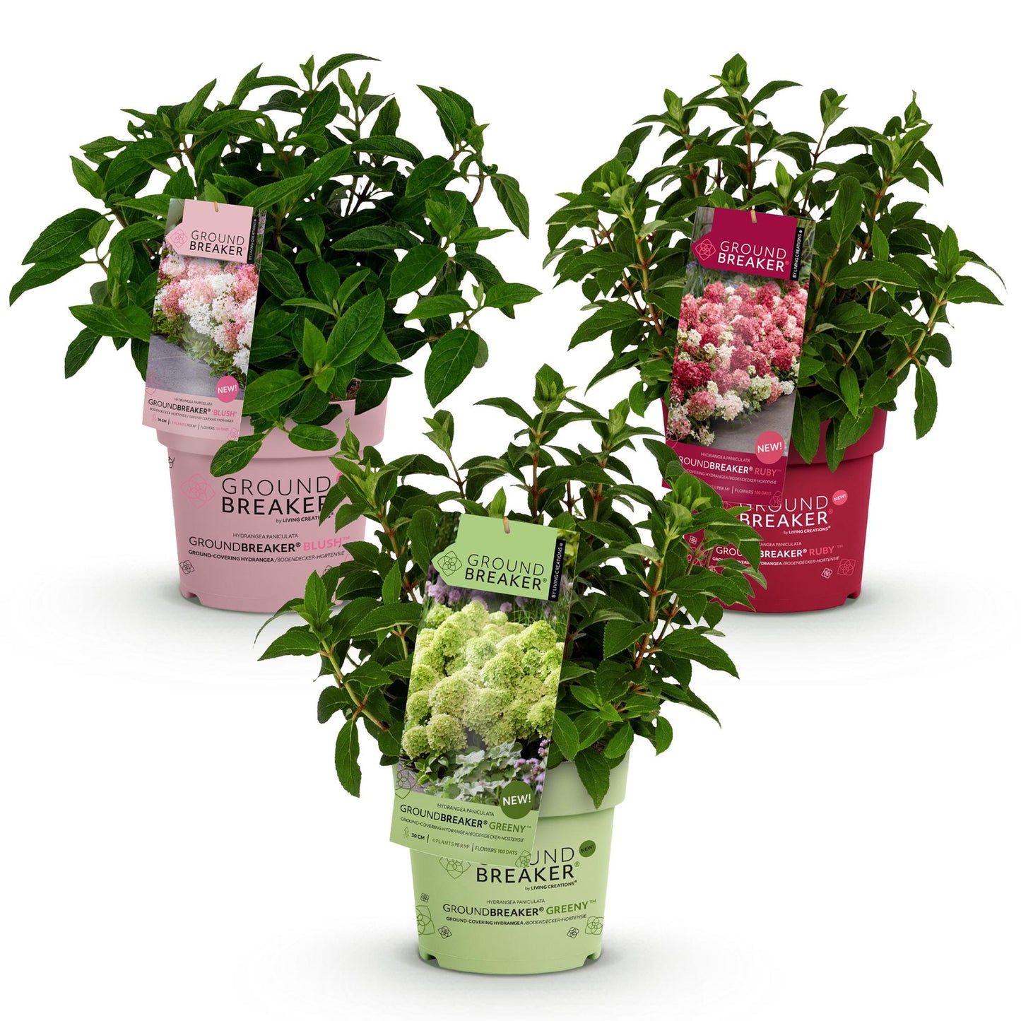 🌸 Hydrangea paniculata ‘Groundbreaker® Mix’ | Blush – Greeny – Ruby (3 Stuks)