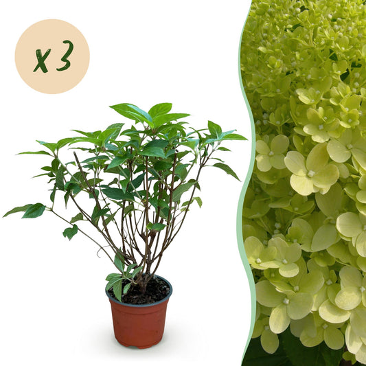 Hydrangea panniculata ‘Limelight’ – Pluimhortensia | (3 stuks)