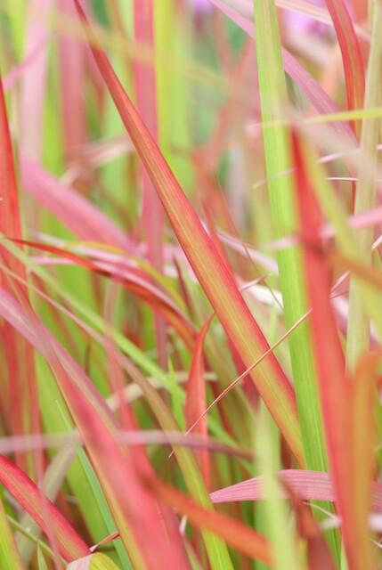 🌾 Imperata cylindrica ‘Red Baron’ | Japans Bloedgras (24 Stuks)