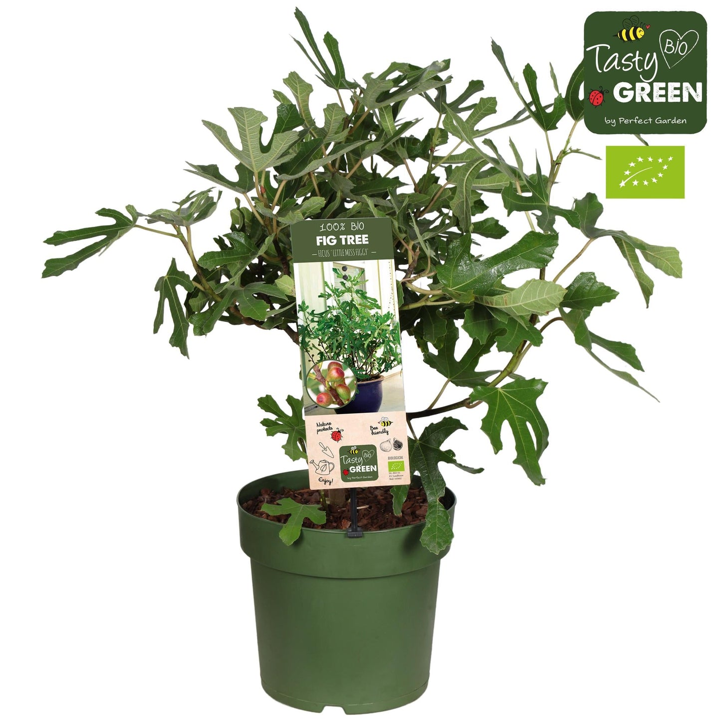 🌿 Ficus carica ‘Little Miss Figgy’ – Biologische Vijgenboom