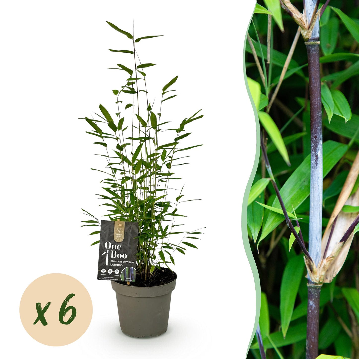 🌿 Bamboe ‘Fargesia Black Dragon’ – Niet Woekerende Bamboe