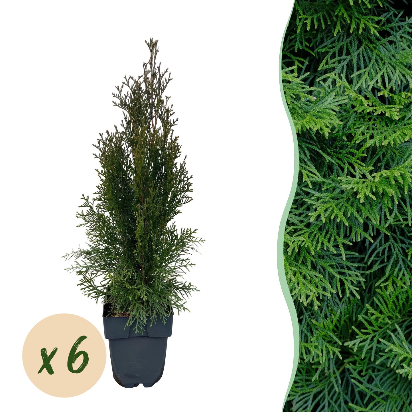 🌿 Thuja occidentalis ‘Smaragd’ | Haagplant (6 Stuks)