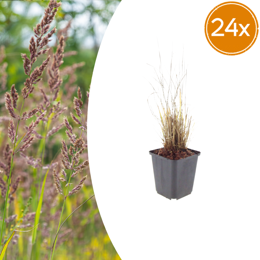 🌾 Calamagrostis brachytricha | Bloeiend Siergras (24 Stuks)