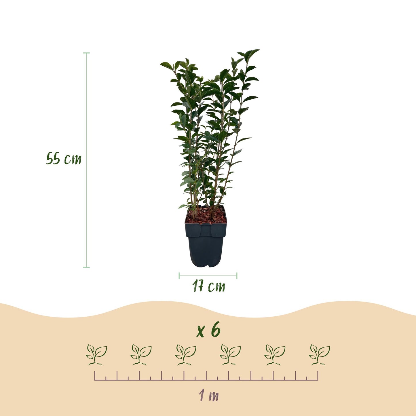 🌿 Ligustrum ovalifolium | Haagplant (6 stuks)
