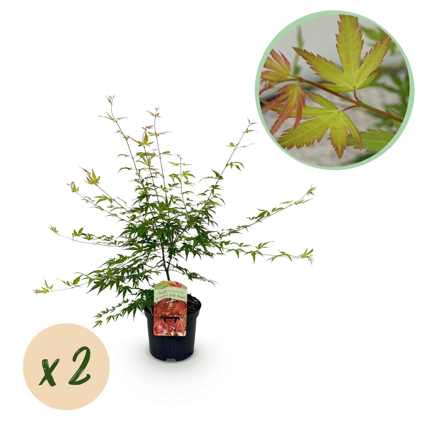 🌳 Acer palmatum ‘Pink Dwarf’ – Japanse Esdoorn (2 Stuks)