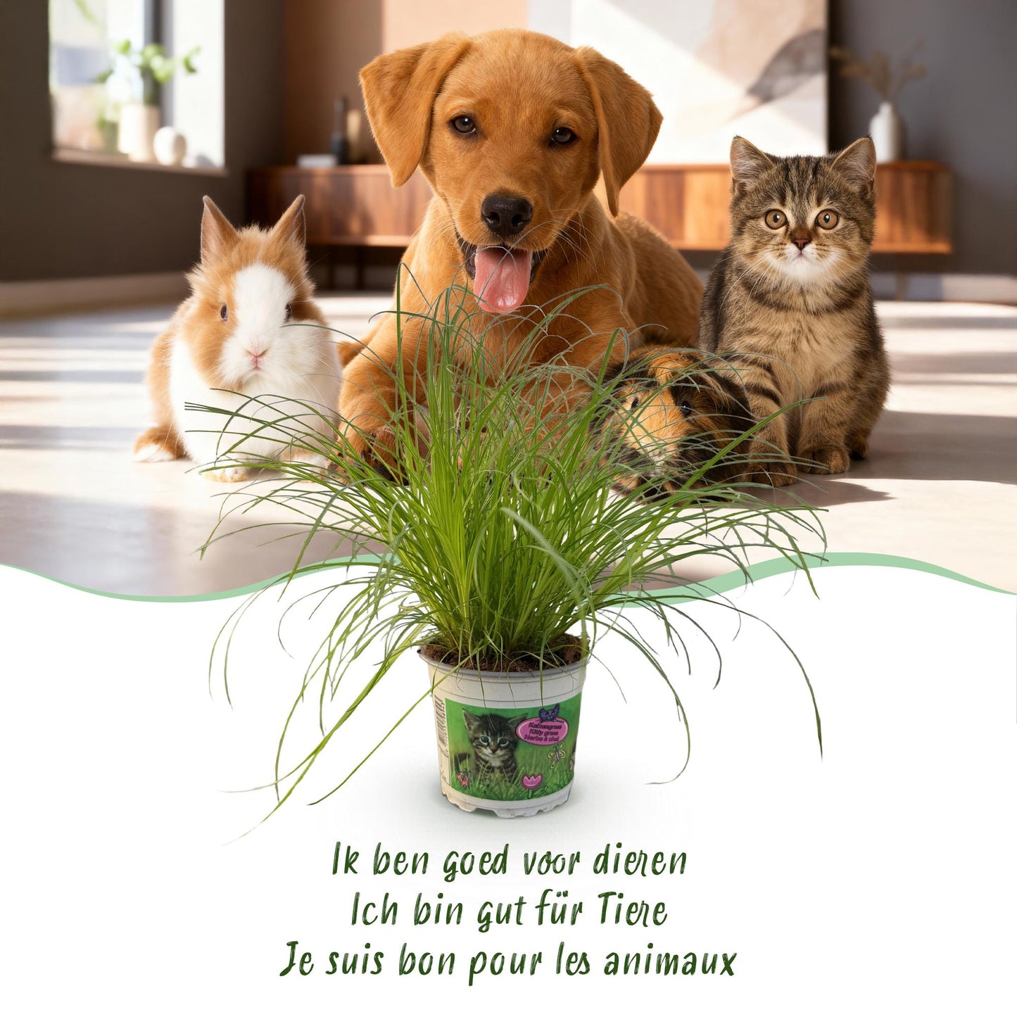 🌿 Cyperus alternifolius ‘Zumula’ – Kattengras | (4 stuks)