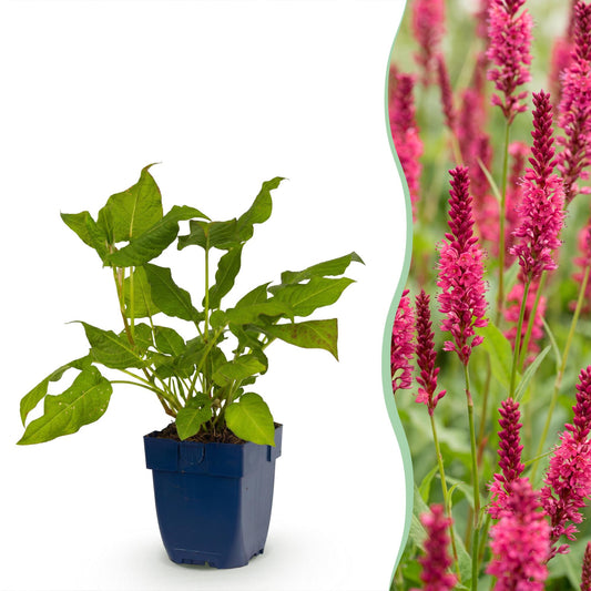 🌿 Persicaria amplexicaulis – Duizendknoop | 3 stuks