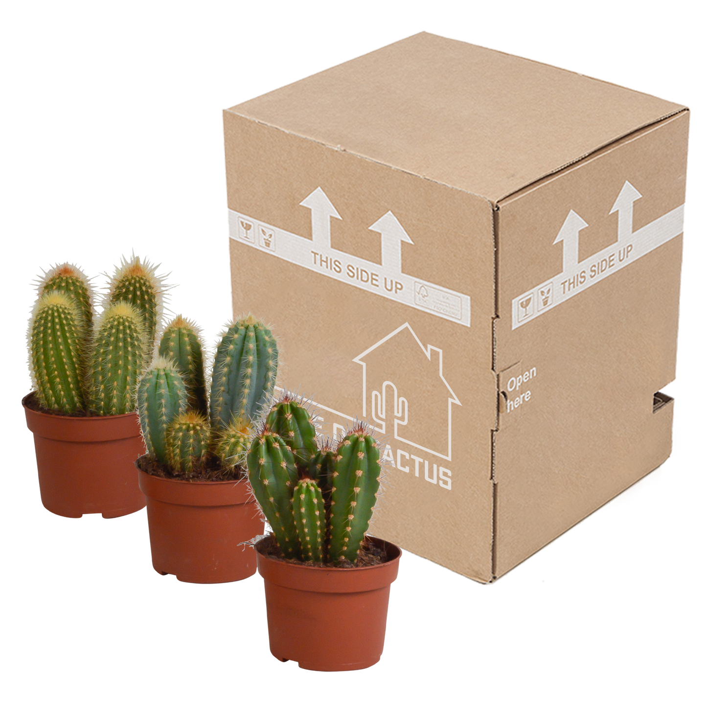 🌵 Cereus Mix – Set van 3 Cactussen – Ø10,5cm – Zonder pot – Stoer & Onderhoudsarm