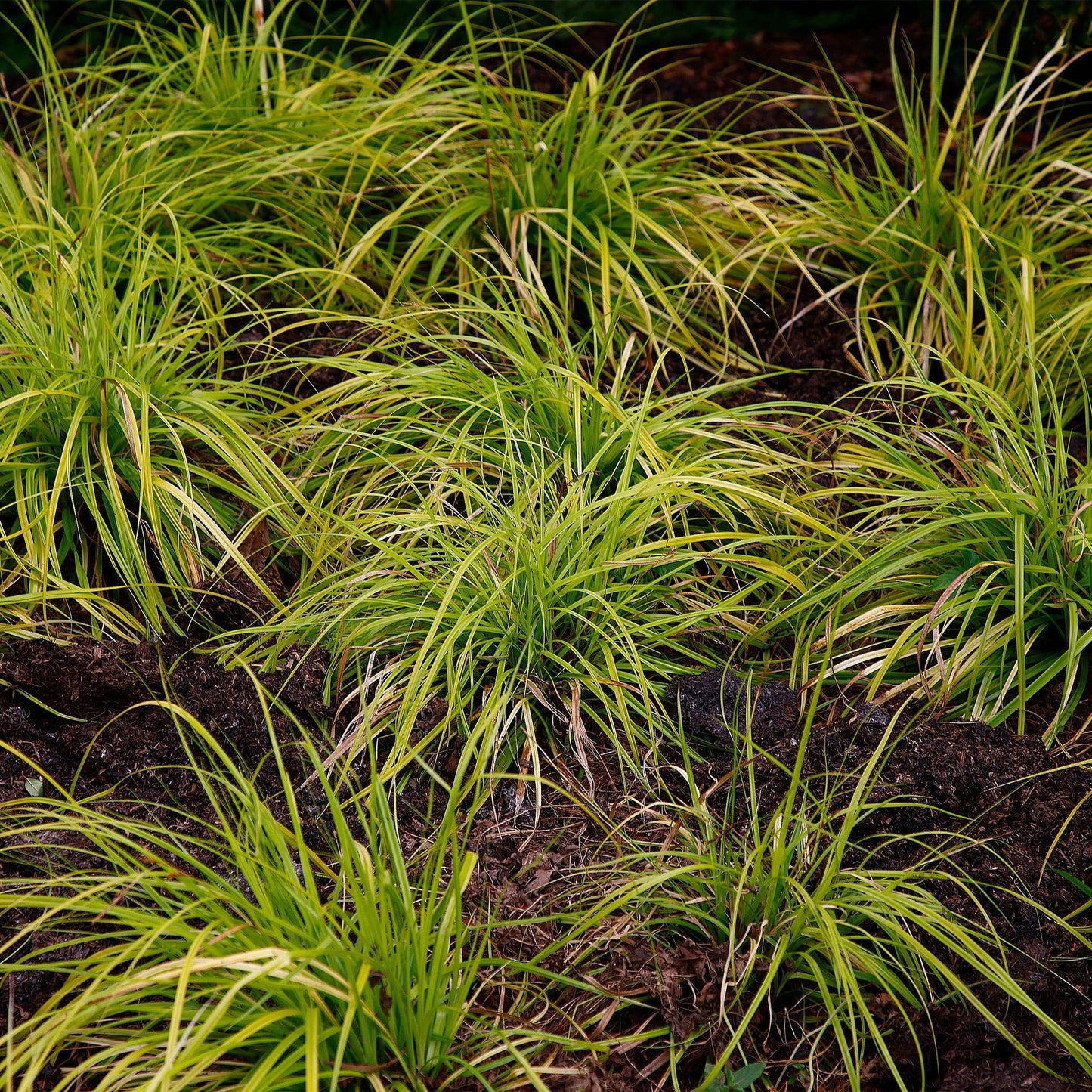 🌾 Carex oshimensis ‘Everillo’ – Geel Siergras | (4 stuks)