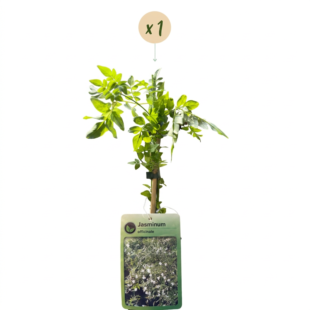 🤍 Jasminum officinale – Echte jasmijn – Witte geurende klimplant
