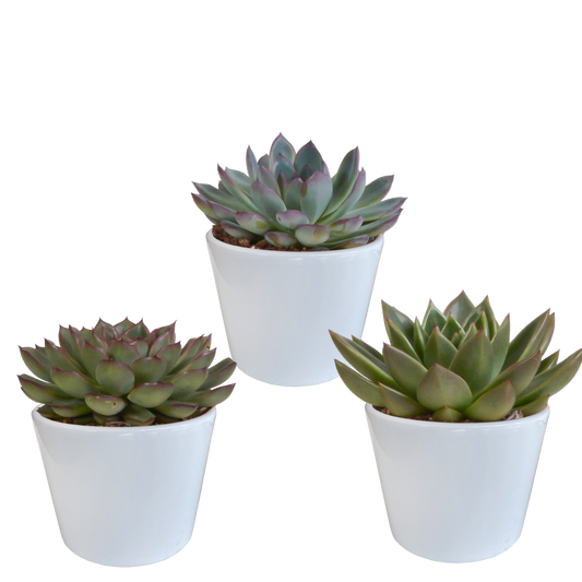 🌵 Echeveria Mix – Witte pot (3 stuks)