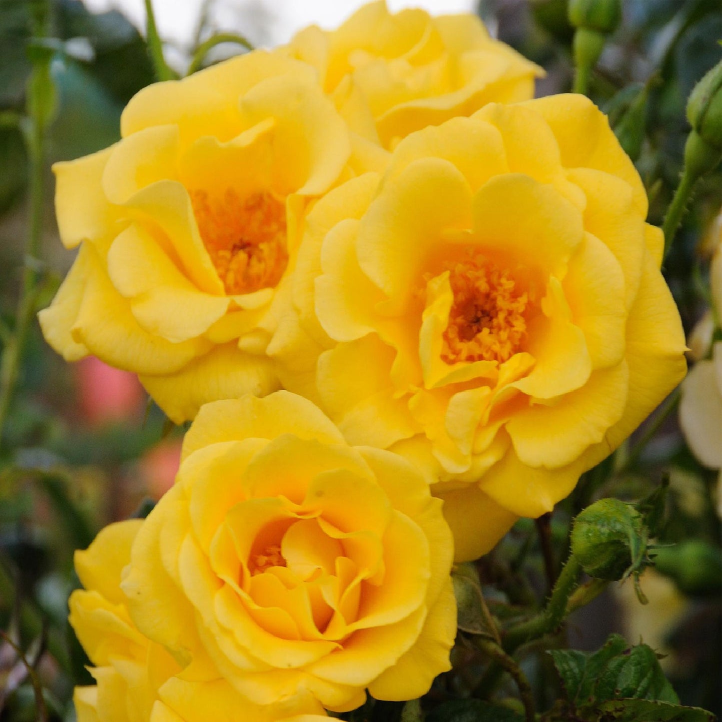 🌼 Rosa ‘Spring Queen’ – Klimroos (2 Stuks)