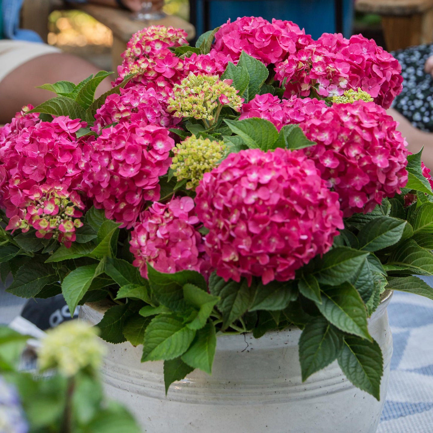 🌸 Hydrangea ‘Summer Love Red’ | Hortensia (4 Stuks)