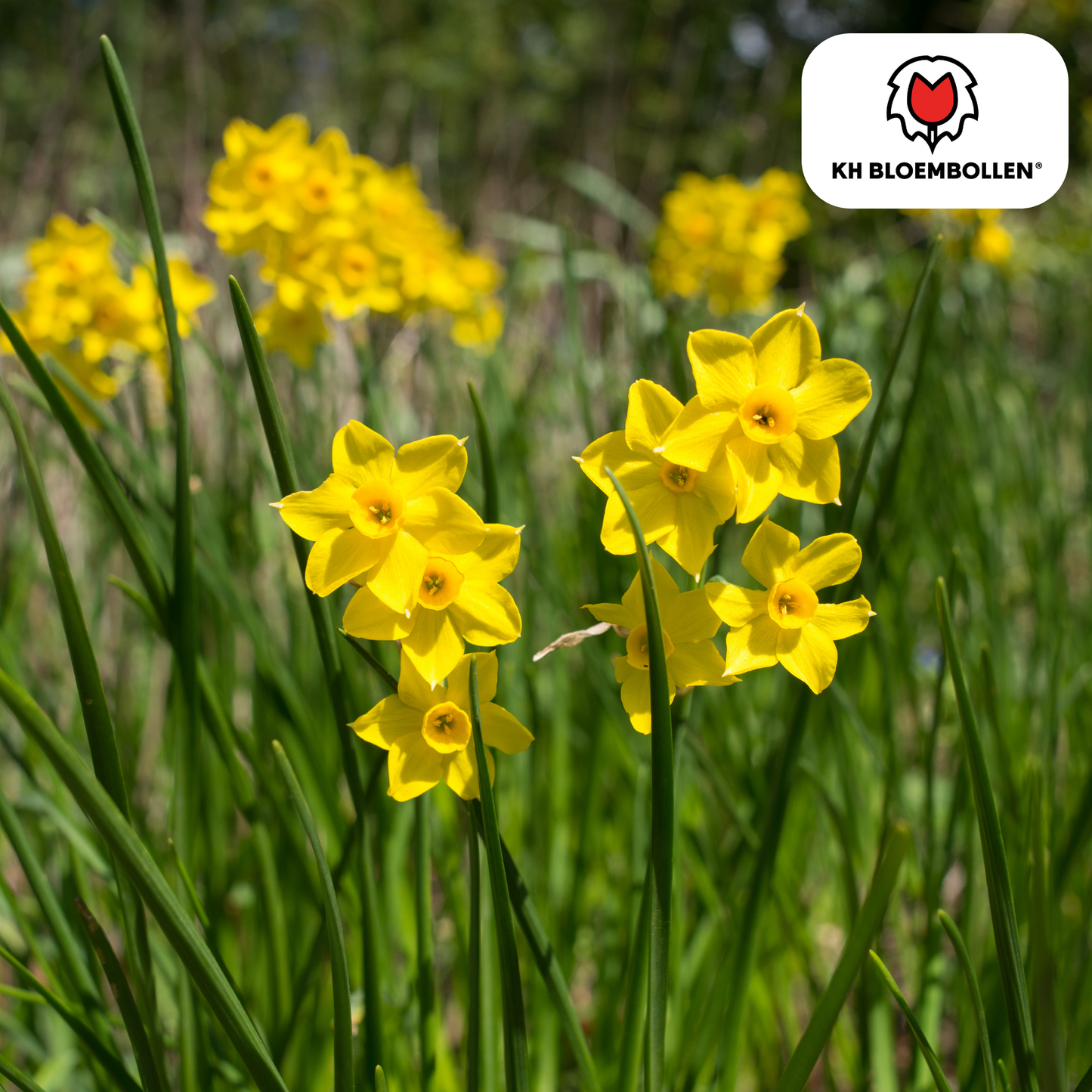 🌼 Narcis ‘Baby Boomer’ Compact & Rijkbloeiend (25 stuks)