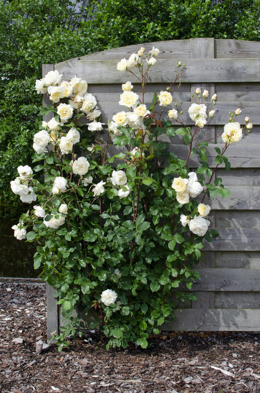 🤍 Rosa Crazy in Love ‘Vanilla’ – Crème Klimroos